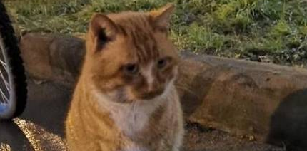 每天投喂流浪橘猫,橘猫比我还准时 每天投喂流浪橘猫,橘猫比我还准时