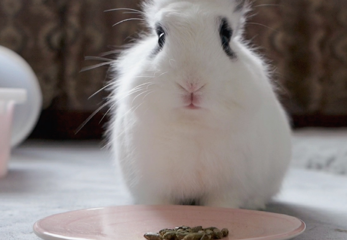 兔子只吃兔粮会怎样 兔子只吃兔粮会怎样