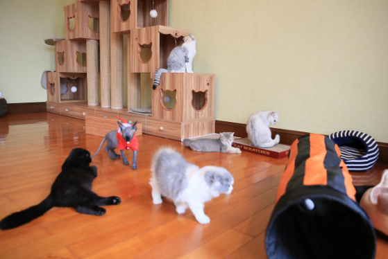 星际喵品牌:来自以爱培育品质著称的爱猫研究中心 星际喵品牌:来自以爱培育品质著称的爱猫研究中心