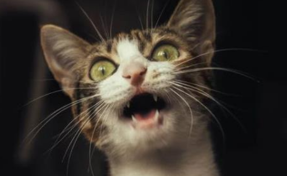 猫为什么半夜叫这么惨？原因是有很多种的