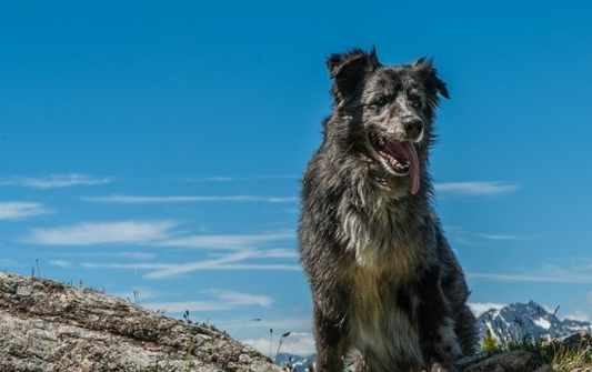大瑞士山地犬驱虫吃什么药?来看看吧! 大瑞士山地犬驱虫吃什么药?来看看吧!