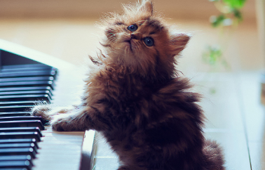 猫咪吃东西时为什么会流泪？看这篇文章
