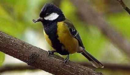 点子鸟吃什么饲料