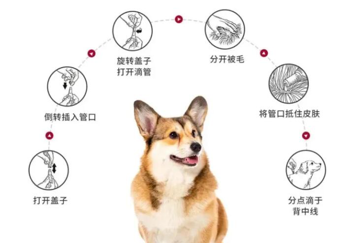 狗狗体外驱虫药能驱哪些虫