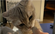 猫拉稀能吃猫条吗