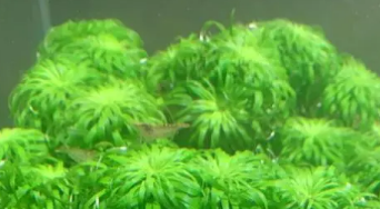 鱼缸水草的价格