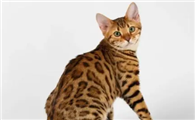 豹猫怎么养
