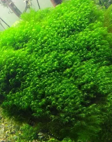 鱼缸什么水草好