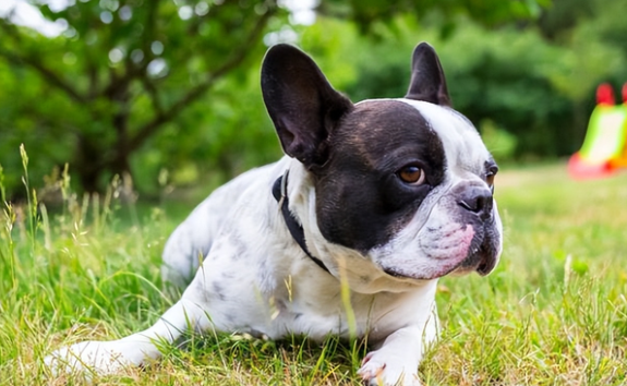 法斗犬多大可以配种？想养的主人来看看
