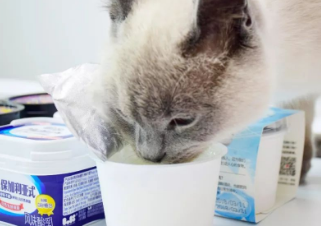 猫咪能吃的酸奶有哪些 猫咪能吃的酸奶有哪些