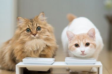 猫子宫蓄脓初期症状?这里可以了解~ 猫子宫蓄脓初期症状?这里可以了解~