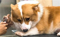 狗狗该怎么剪指甲
