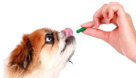 狗狗热感冒吃什么药
