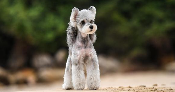 比较好养的小型犬