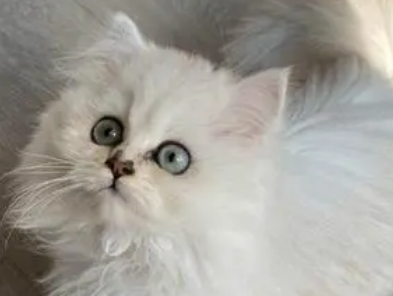 金吉拉猫心肌炎什么原因？猫友可以瞧瞧~