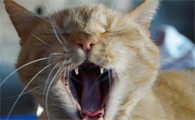 晚上听到猫叫化解办法