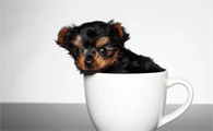 茶杯犬成年后体长多少