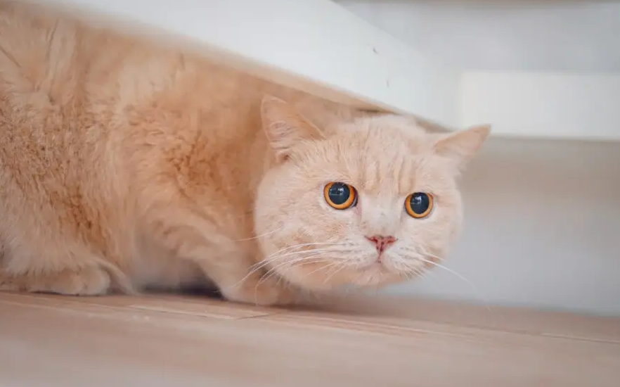 猫最忌讳的三个属相