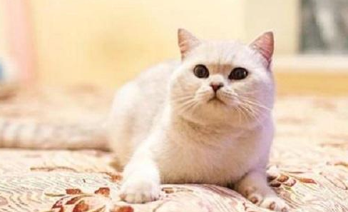 英短猫为什么有泪痕，不一定是吃咸了！
