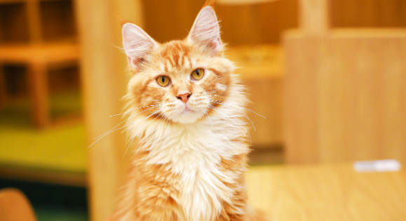 养宠知识:猫妈妈叼走小猫还会回来吗? 养宠知识:猫妈妈叼走小猫还会回来吗?