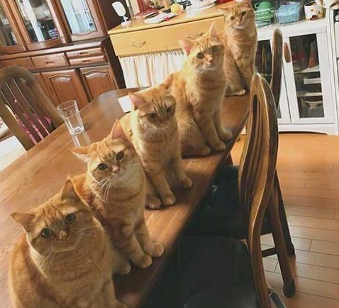 橘猫离家出走一个月，回来后主人惊呼！
