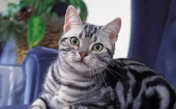 虎斑猫如何洗澡呢?一文告诉你! 虎斑猫如何洗澡呢?一文告诉你!