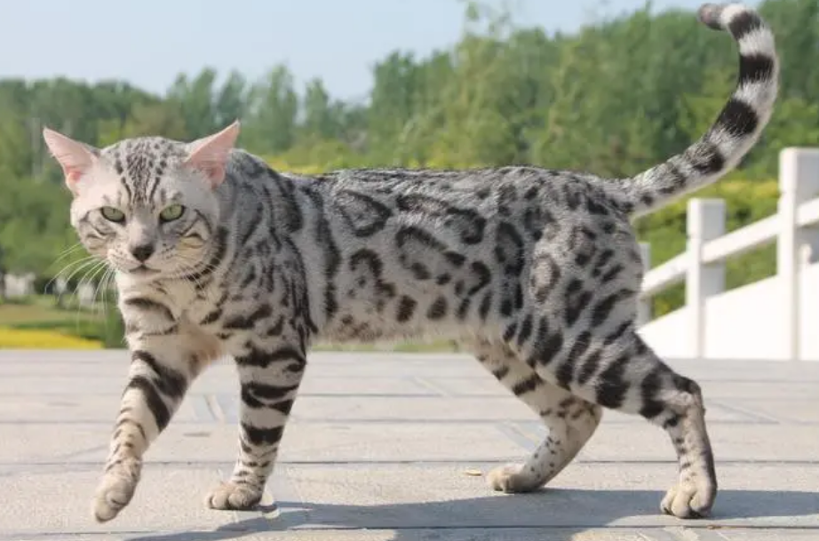 豹猫的价格贵吗