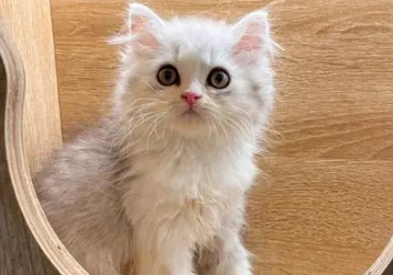 高地猫特征 高地猫特征