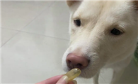 狗狗鱼油的作用