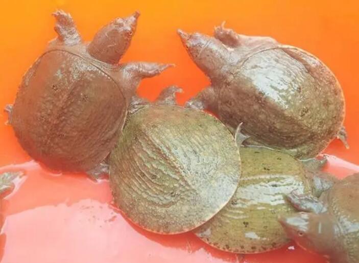 甲鱼吃龟粮吗 甲鱼吃龟粮吗