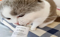 化毛膏好还是猫草好