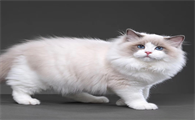 养布偶猫十大禁忌