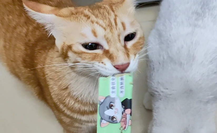 猫一天吃几根猫条