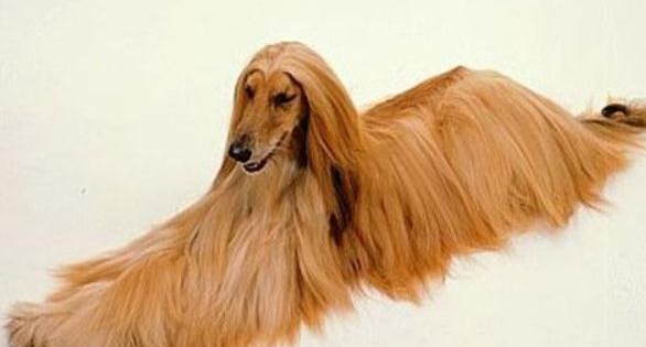 阿富汗猎犬吃什么狗粮？你还不知道吗
