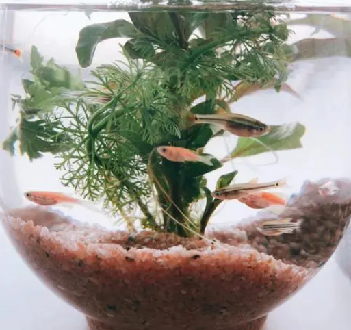 鱼缸如何养水草