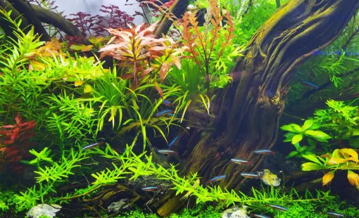 鱼缸水草怎么清理 鱼缸水草怎么清理