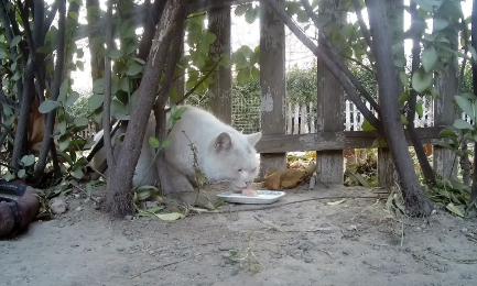 流浪猫为什么还挑食？这里可以了解~