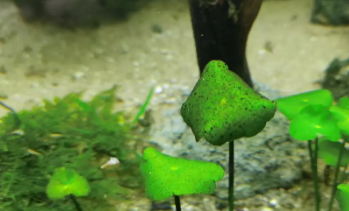 鱼缸里的水草发黑是怎么回事