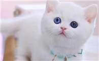 杭州矮脚猫舍