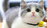 幼猫矮脚猫价格