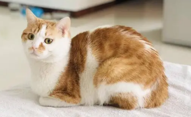 田园猫哪里买 田园猫哪里买