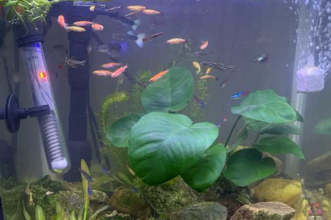 鱼缸的水浑浊解决方案