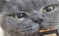 多大猫可以吃猫条