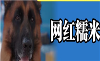 网红狗糯米死了