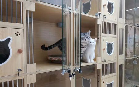 宠物寄养挣钱吗 宠物寄养挣钱吗
