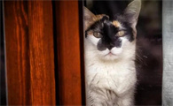 猫为什么能知道主人生气了？原来是因为这个！