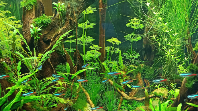鱼缸要养水草吗