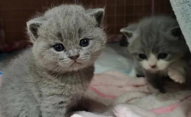 猫咪看到主人靠近就跑怎么办？本文告诉你