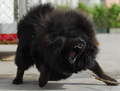 藏獒是什么动物的后代?这里有答案 藏獒是什么动物的后代?这里有答案