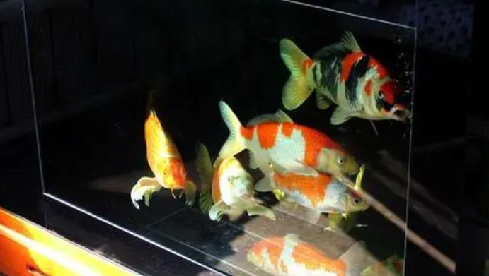 鲤鱼鱼缸水浑怎么办 鲤鱼鱼缸水浑怎么办